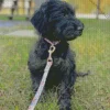 Black Mini Labradoodle Diamond Painting