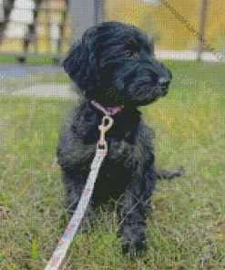 Black Mini Labradoodle Diamond Painting