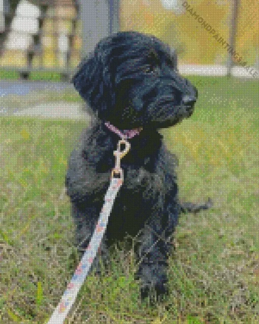 Black Mini Labradoodle Diamond Painting