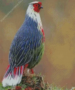Blood Pheasant Bird Diamond Painting