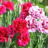 Blooming Carnation Diamond Painting