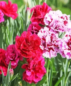 Blooming Carnation Diamond Painting