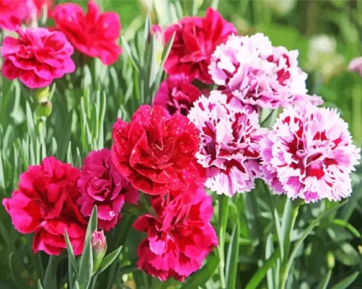 Blooming Carnation Diamond Painting