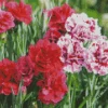 Blooming Carnation Diamond Painting