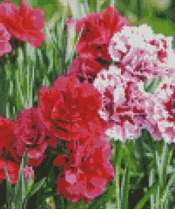 Blooming Carnation Diamond Painting