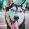 Blue And Brown Eye Husky Diamond Painting