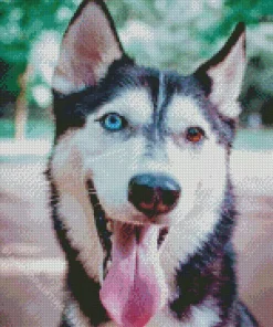 Blue And Brown Eye Husky Diamond Painting