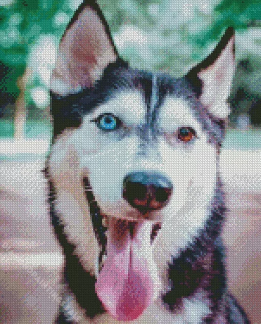 Blue And Brown Eye Husky Diamond Painting