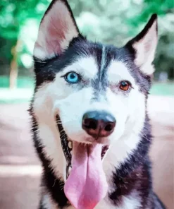 Blue And Brown Eye Husky Diamond Painting