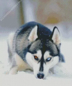 Blue And Brown Eye Husky Dog Diamond Painting