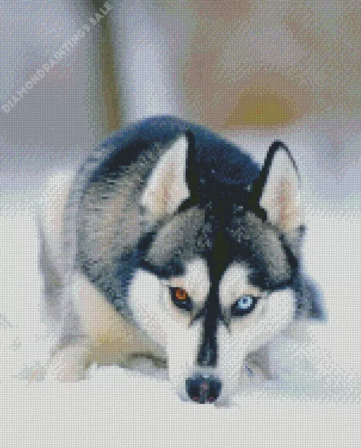 Blue And Brown Eye Husky Dog Diamond Painting