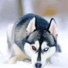 Blue And Brown Eye Husky Dog Diamond Painting