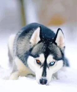 Blue And Brown Eye Husky Dog Diamond Painting