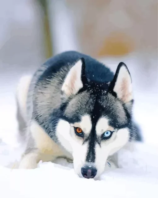 Blue And Brown Eye Husky Dog Diamond Painting