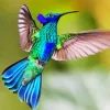 Blue And Green Hummingbird Diamond Painting