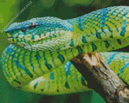 Blue And Green Pit Vipers Diamond Painting