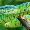 Blue And Green Pit Vipers Diamond Painting