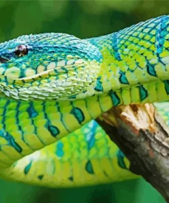 Blue And Green Pit Vipers Diamond Painting