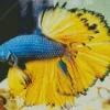Blue And Yellow Betta Fish Diamond Painting
