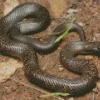 Blue Bellied Black Snake Diamond Painting