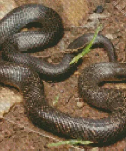 Blue Bellied Black Snake Diamond Painting