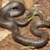 Blue Bellied Black Snake Diamond Painting