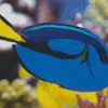 Blue Black And Yellow Fish Diamond Painting