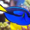 Blue Black And Yellow Fish Diamond Painting