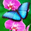 Blue Butterfly And Flower Diamond Painting