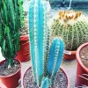 Blue Cactus Pot Diamond Painting