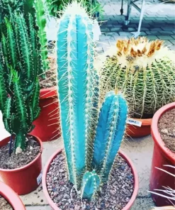 Blue Cactus Pot Diamond Painting
