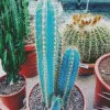 Blue Cactus Pot Diamond Painting