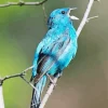 Blue Canary Bird Diamond Painting