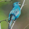 Blue Canary Bird Diamond Painting