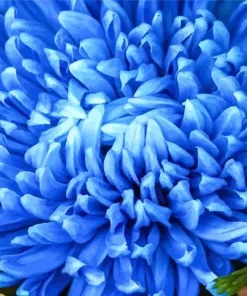 Blue Chrysanthemum Diamond Painting