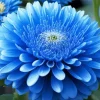 Blue Chrysanthemum Flower Diamond Painting