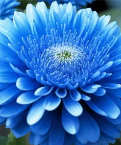 Blue Chrysanthemum Flower Diamond Painting
