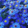 Blue Daisies Flowers Diamond Painting