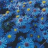 Blue Daisies Flowers Diamond Painting