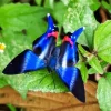 Blue Doctor Butterfly Diamond Painting