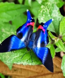 Blue Doctor Butterfly Diamond Painting