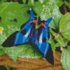 Blue Doctor Butterfly Diamond Painting