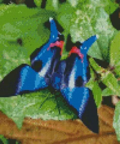 Blue Doctor Butterfly Diamond Painting