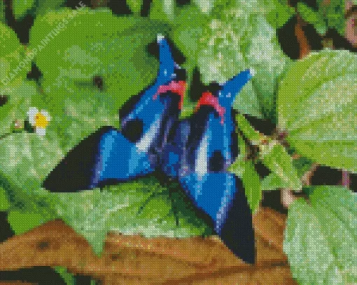 Blue Doctor Butterfly Diamond Painting