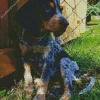 Blue English Coonhound Diamond Painting