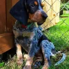 Blue English Coonhound Diamond Painting