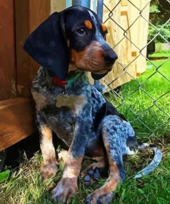 Blue English Coonhound Diamond Painting