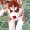Blue Eyed Brown Husky Puppy Diamond Painting