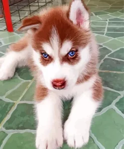 Blue Eyed Brown Husky Puppy Diamond Painting