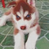 Blue Eyed Brown Husky Puppy Diamond Painting
